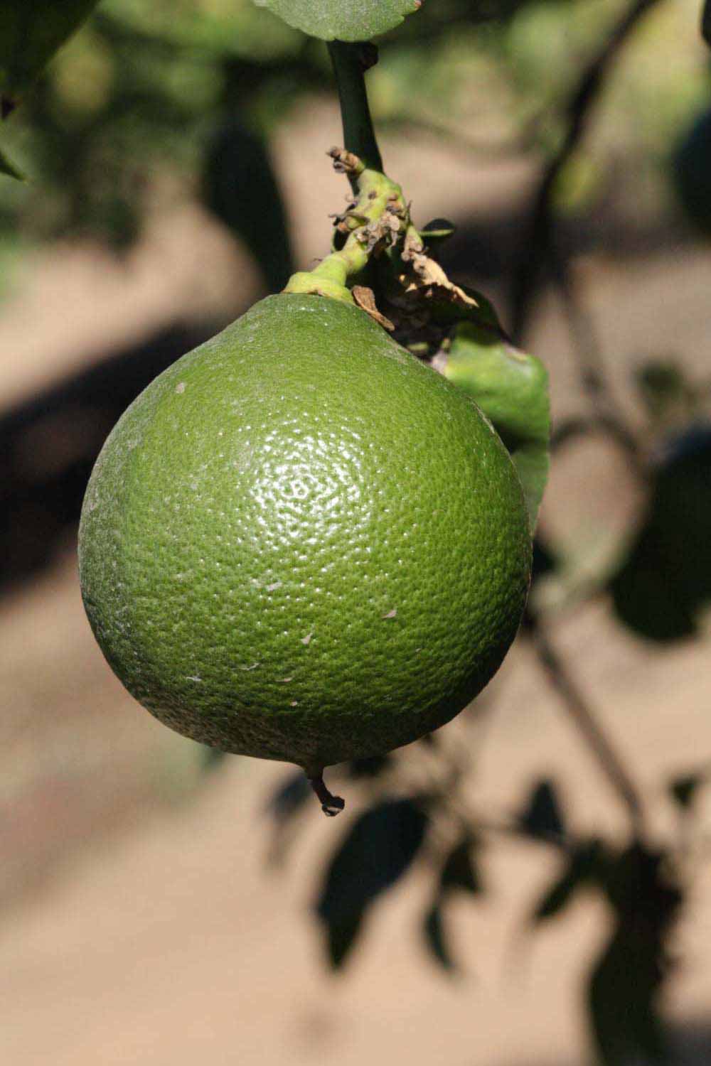              Immature fruit (Riverside, CA)       